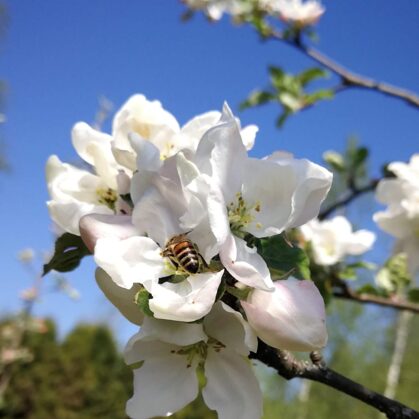 Bite - ābeles - ziedā